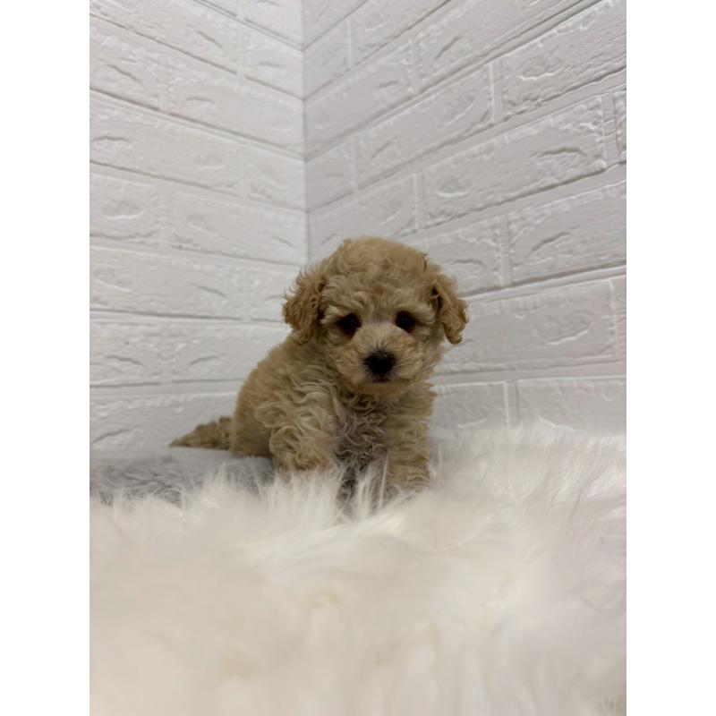 販売中の岡山県のタイニープードル-442604の7枚目