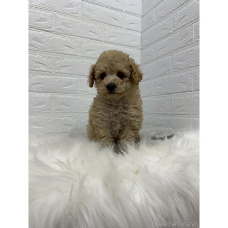 販売中の岡山県のタイニープードル-442604の6枚目