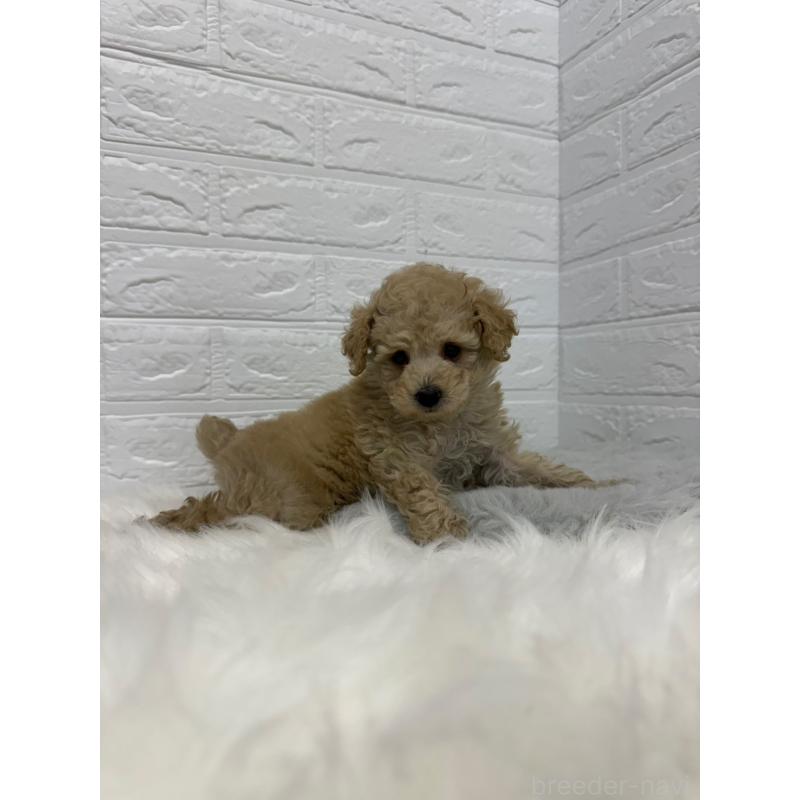 販売中の岡山県のタイニープードル-442604の5枚目