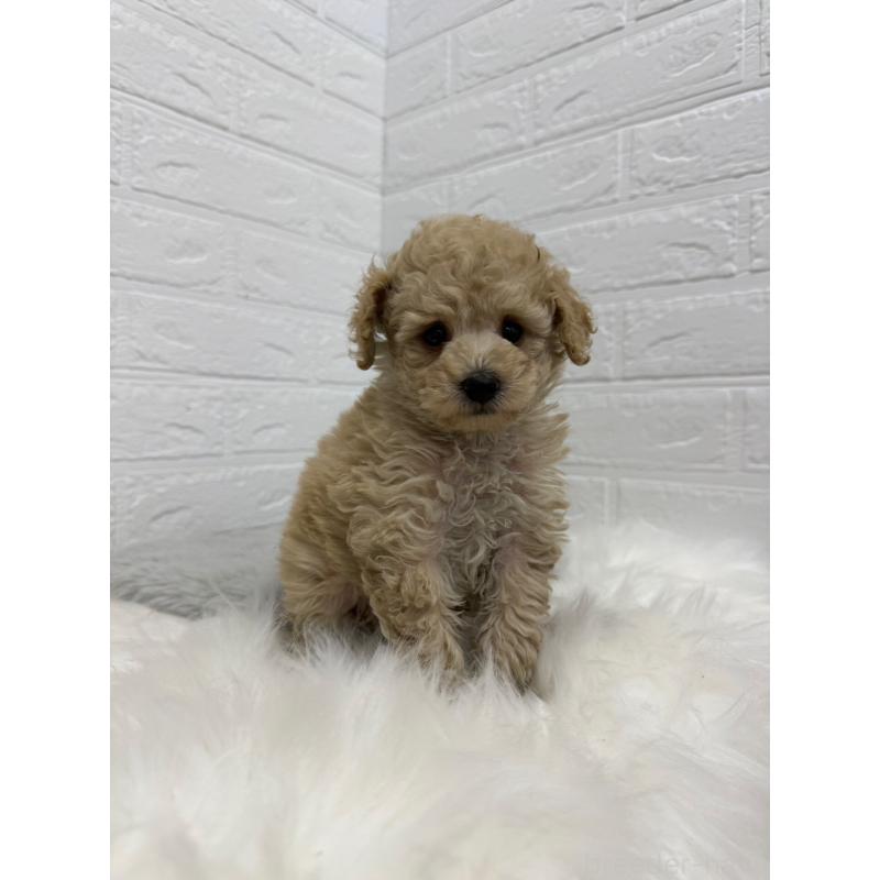 販売中の岡山県のタイニープードル-442604の4枚目