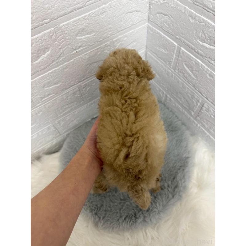 販売中の岡山県のタイニープードル-442604の3枚目