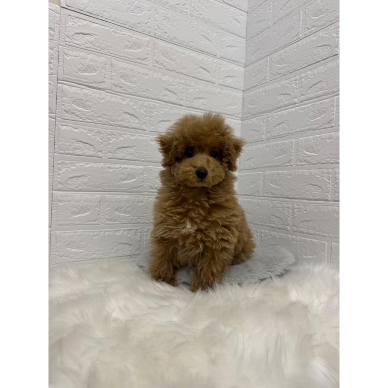 販売中の岡山県のタイニープードル-442605の15枚目