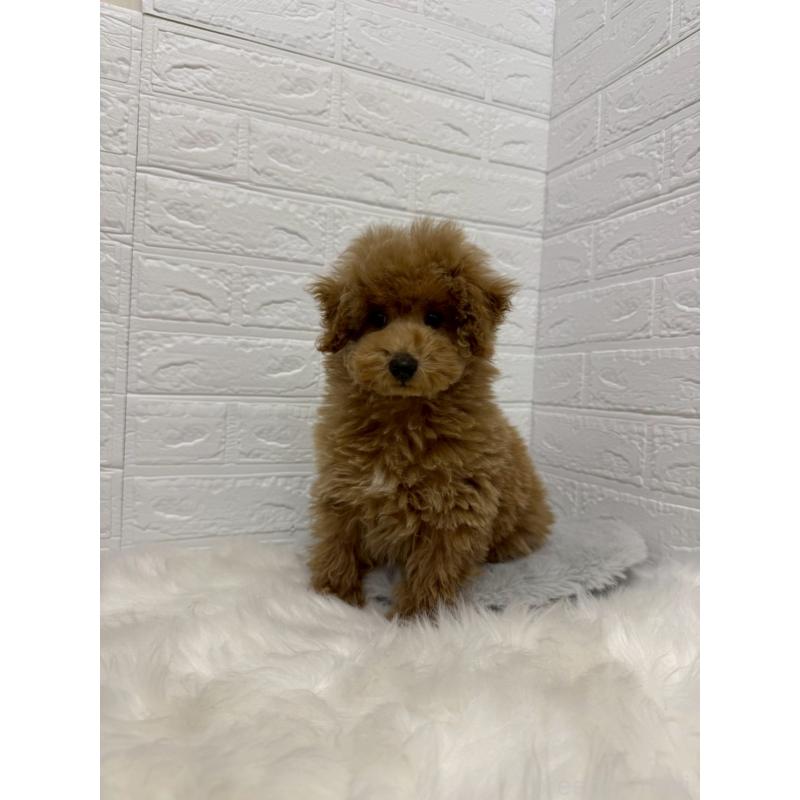 販売中の岡山県のタイニープードル-442605の14枚目