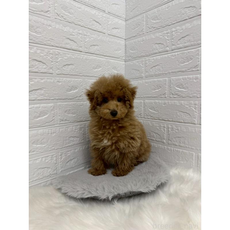 販売中の岡山県のタイニープードル-442605の12枚目