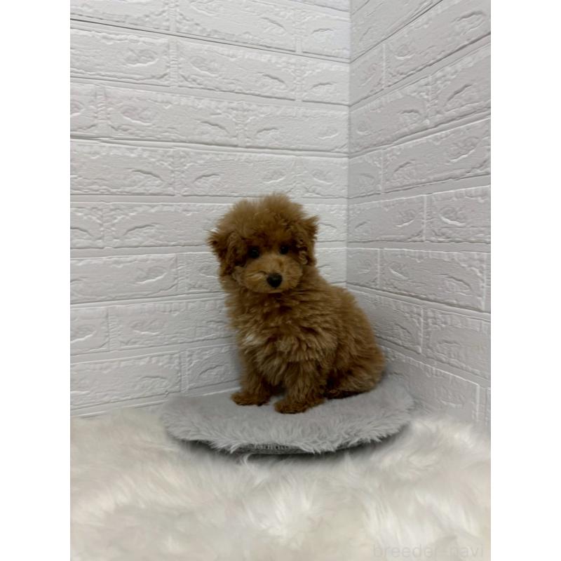 販売中の岡山県のタイニープードル-442605の11枚目