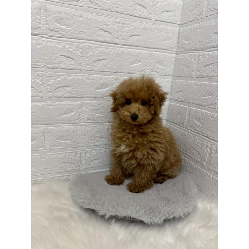 販売中の岡山県のタイニープードル-442605の9枚目