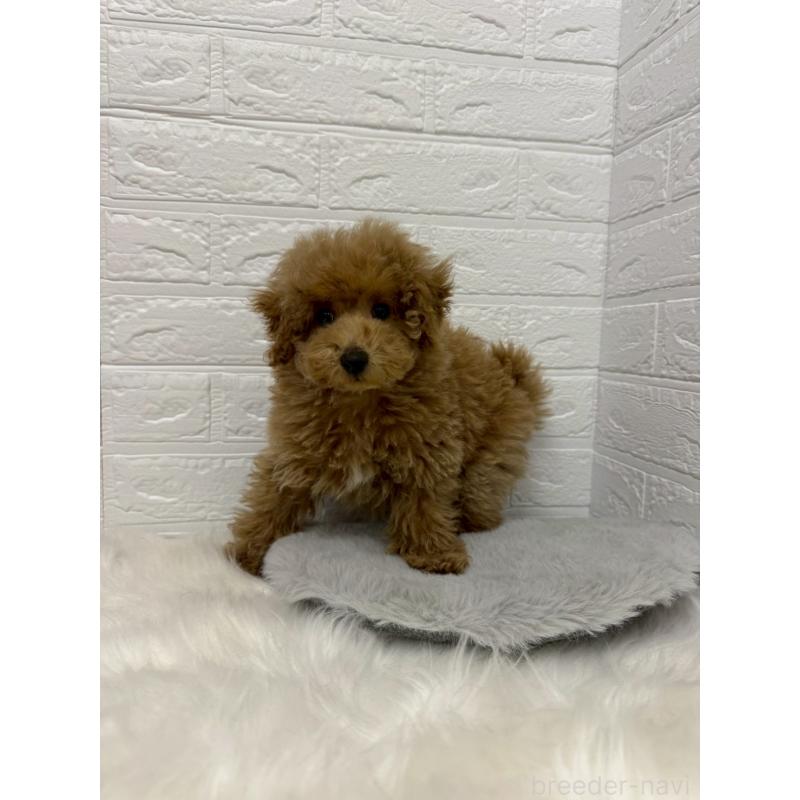 販売中の岡山県のタイニープードル-442605の8枚目