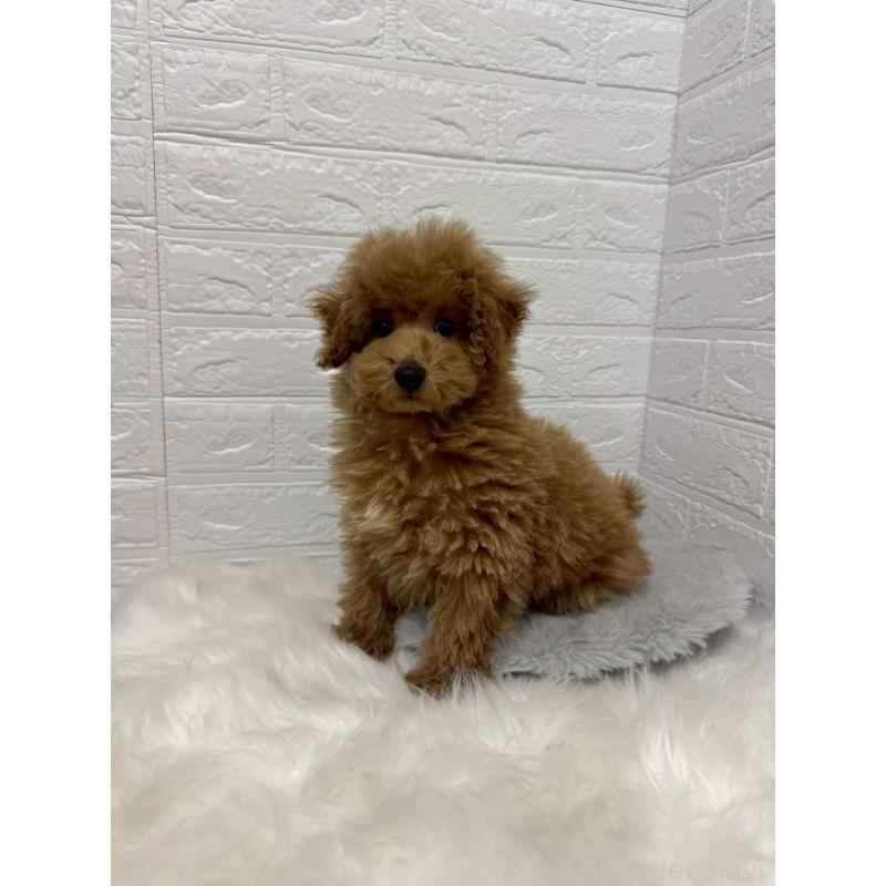 販売中の岡山県のタイニープードル-442605の6枚目