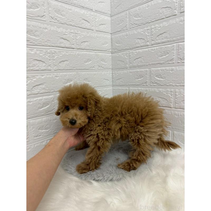 販売中の岡山県のタイニープードル-442605の5枚目