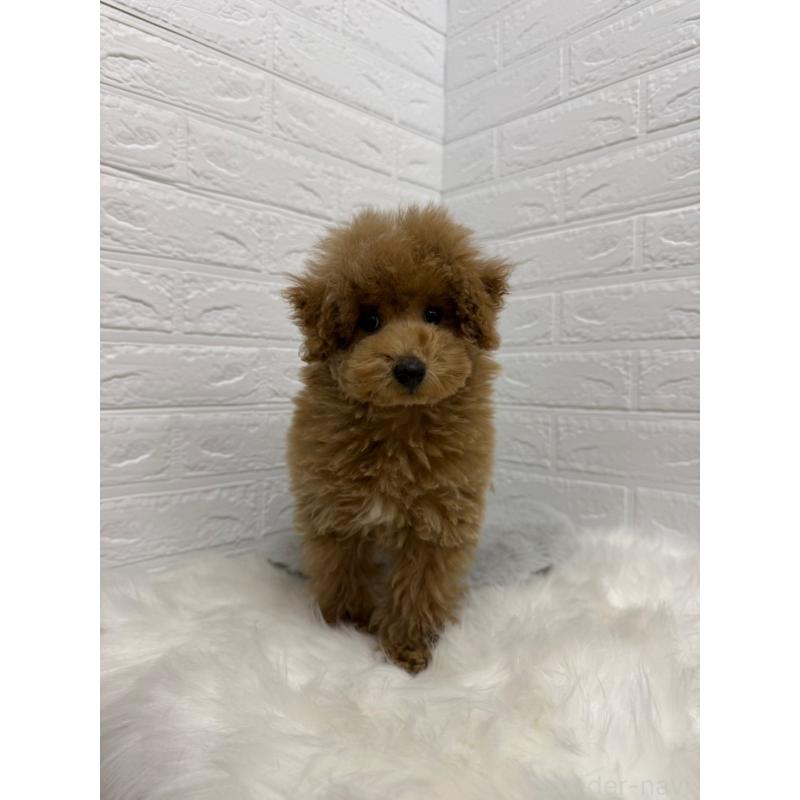 販売中の岡山県のタイニープードル-442605の4枚目