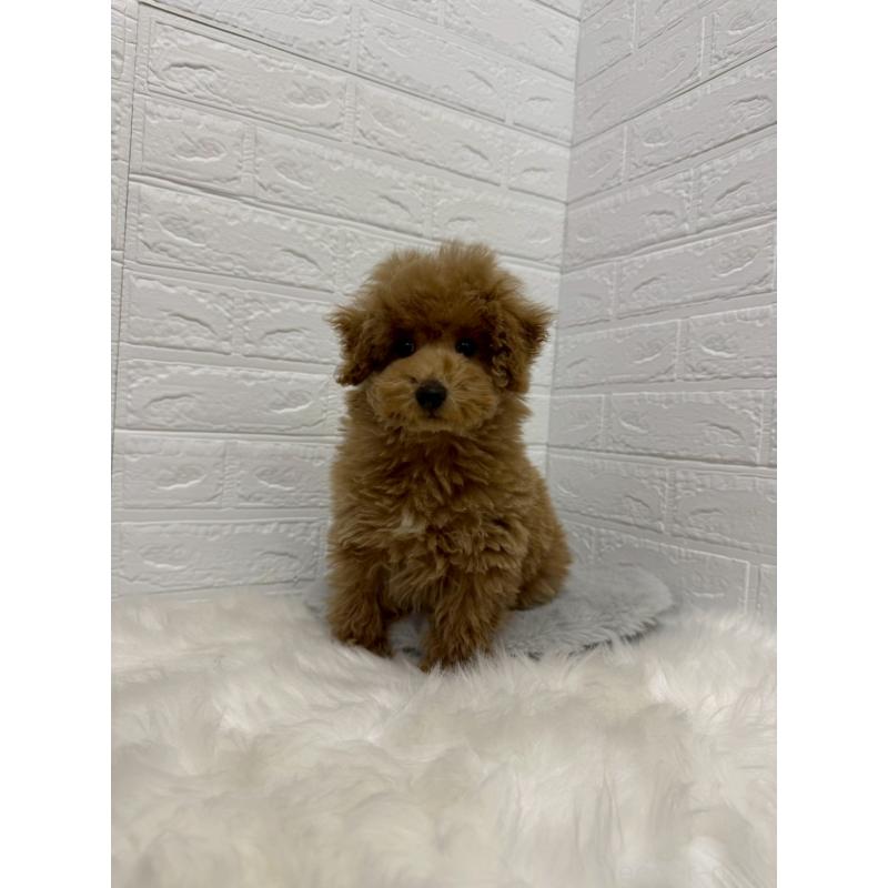 販売中の岡山県のタイニープードル-442605の3枚目