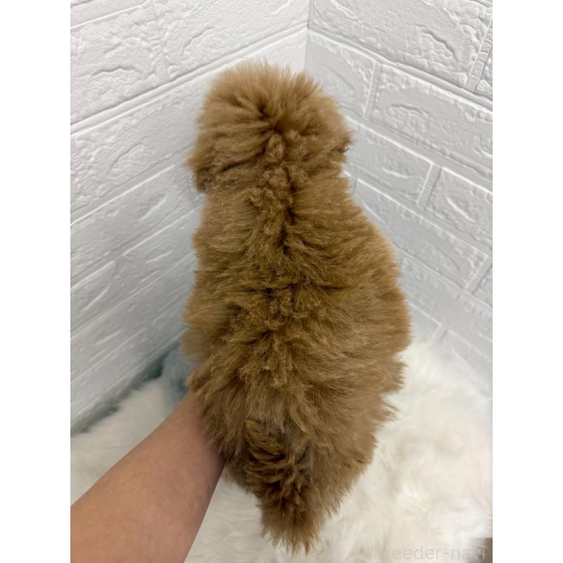 販売中の岡山県のタイニープードル-442605の2枚目