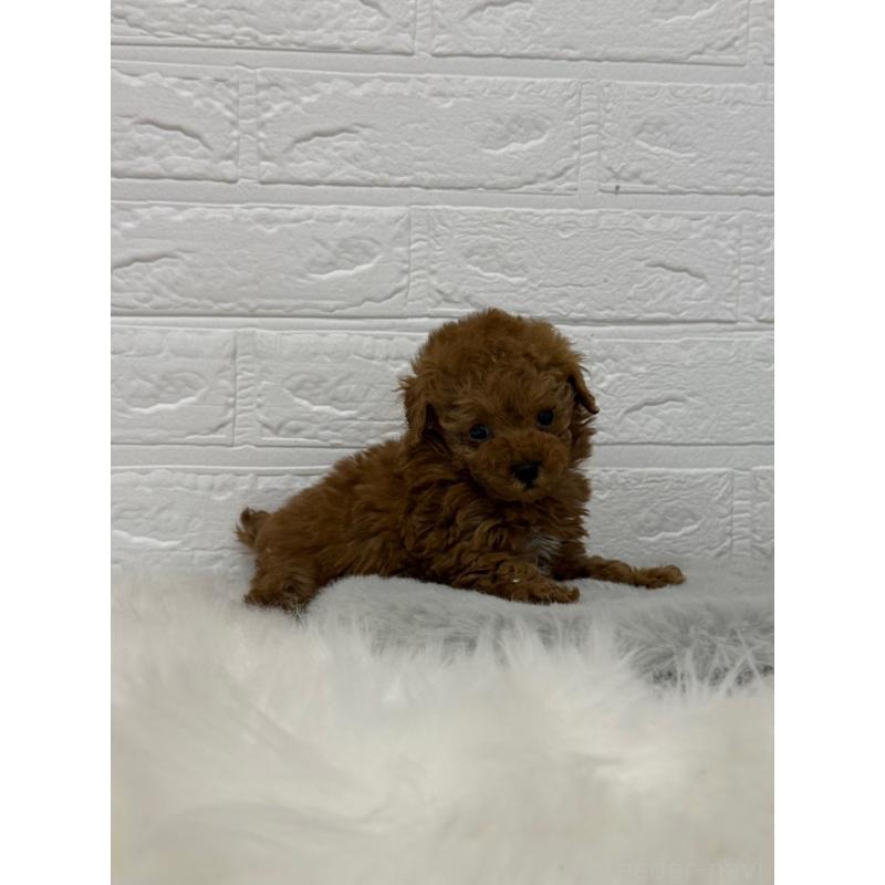 販売中の岡山県のタイニープードル-442606の13枚目