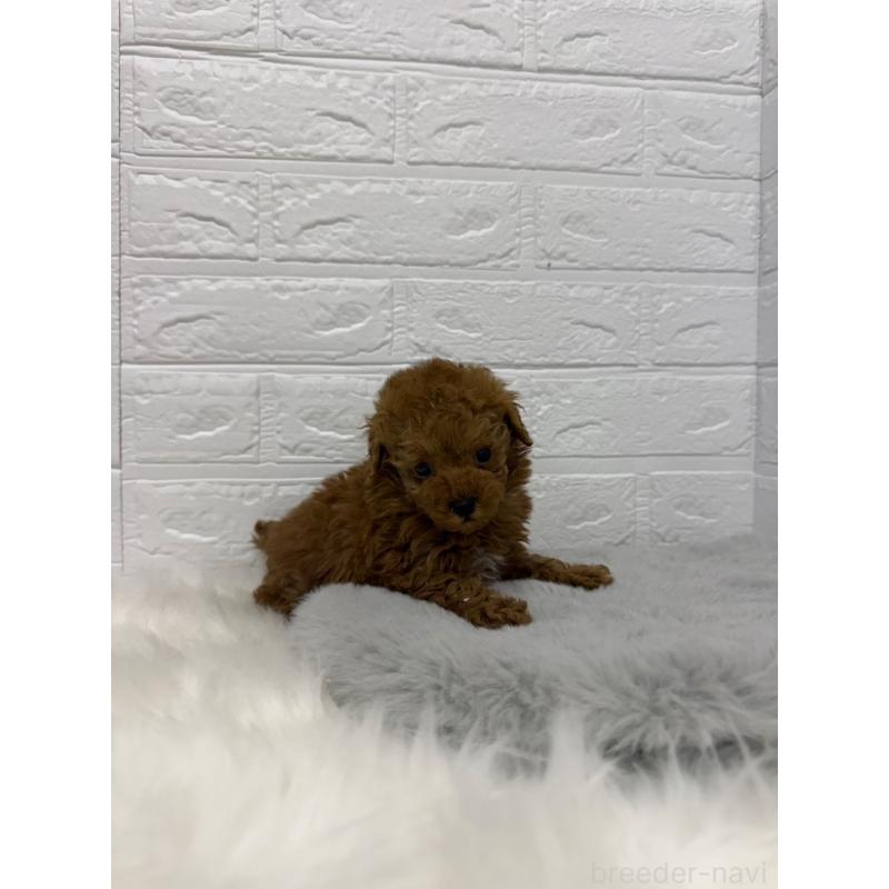 販売中の岡山県のタイニープードル-442606の12枚目