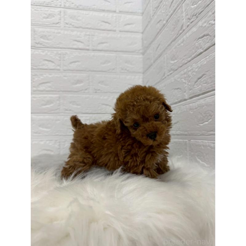 販売中の岡山県のタイニープードル-442606の11枚目