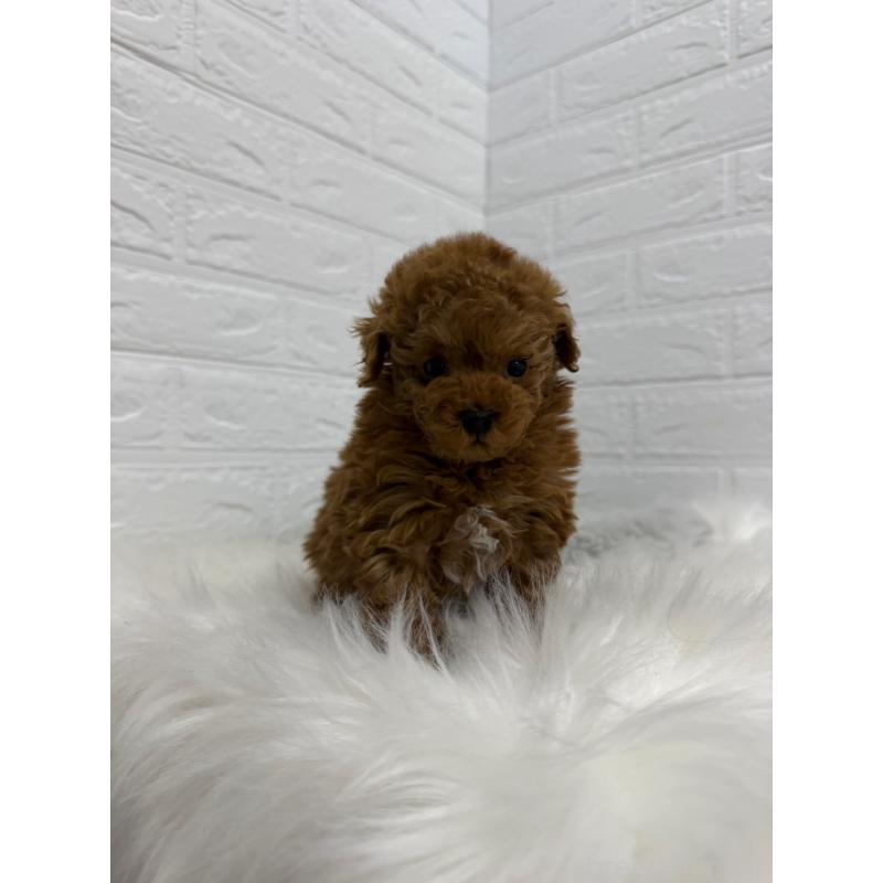 販売中の岡山県のタイニープードル-442606の10枚目