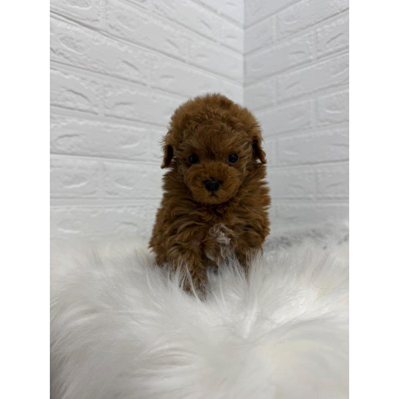 販売中の岡山県のタイニープードル-442606の9枚目