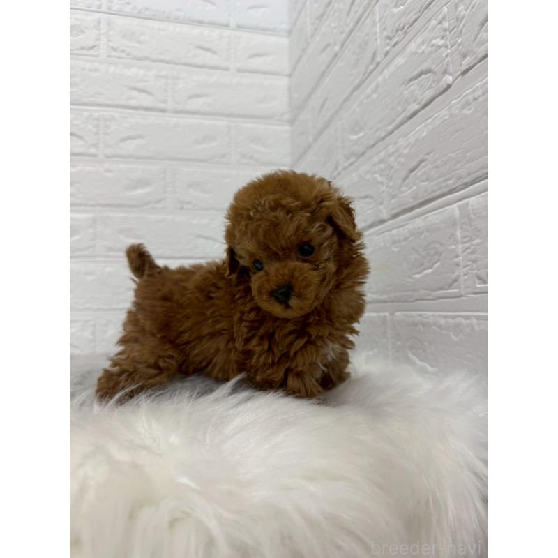 販売中の岡山県のタイニープードル-442606の8枚目