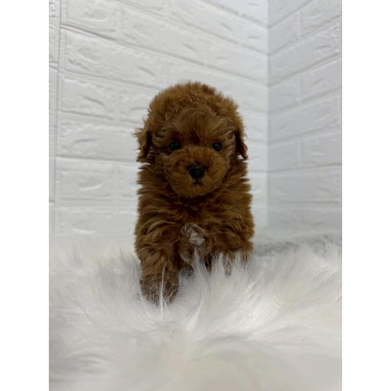 販売中の岡山県のタイニープードル-442606の7枚目