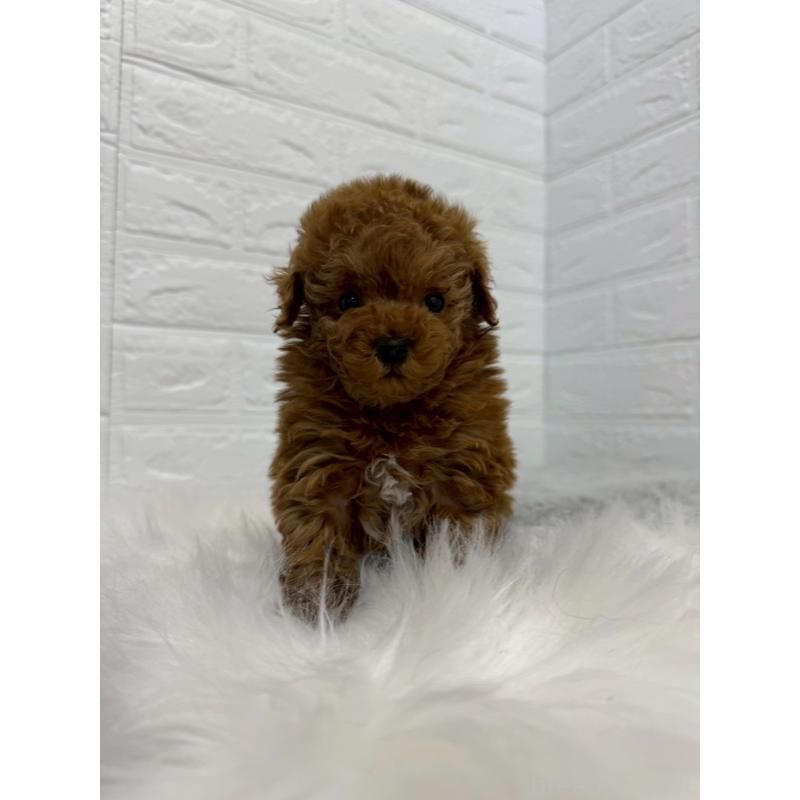 販売中の岡山県のタイニープードル-442606の6枚目