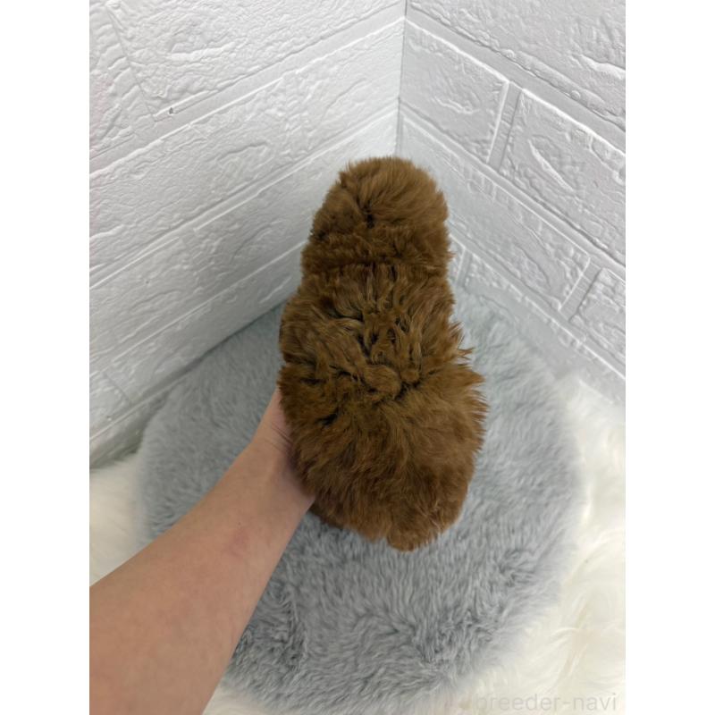 販売中の岡山県のタイニープードル-442606の5枚目