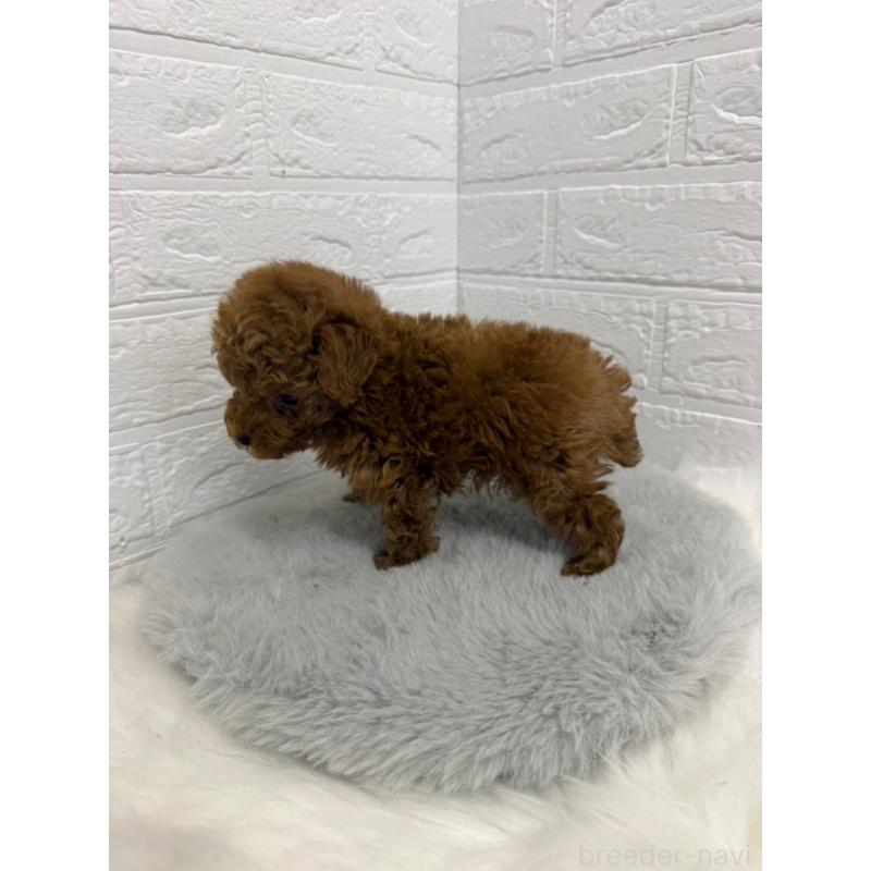 販売中の岡山県のタイニープードル-442606の4枚目