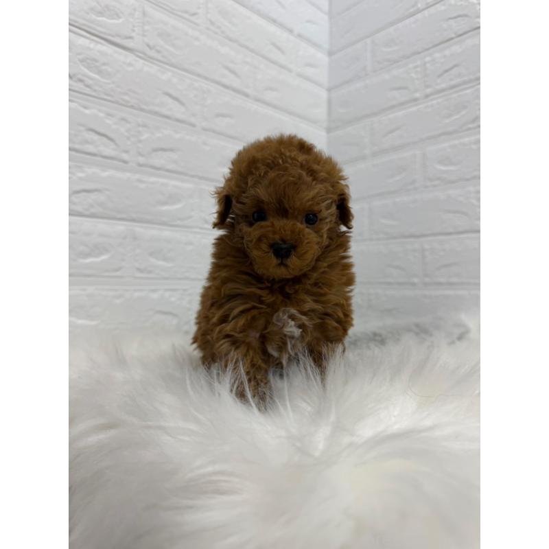 販売中の岡山県のタイニープードル-442606の3枚目