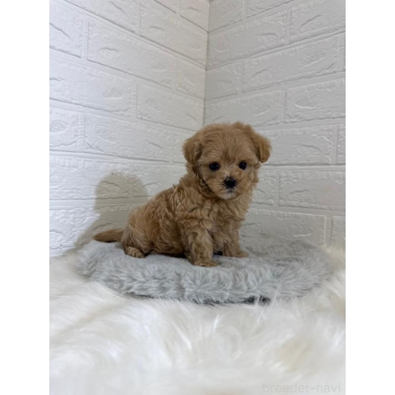 販売中の岡山県のマルプー:マルチーズ×トイプードル-442607の11枚目