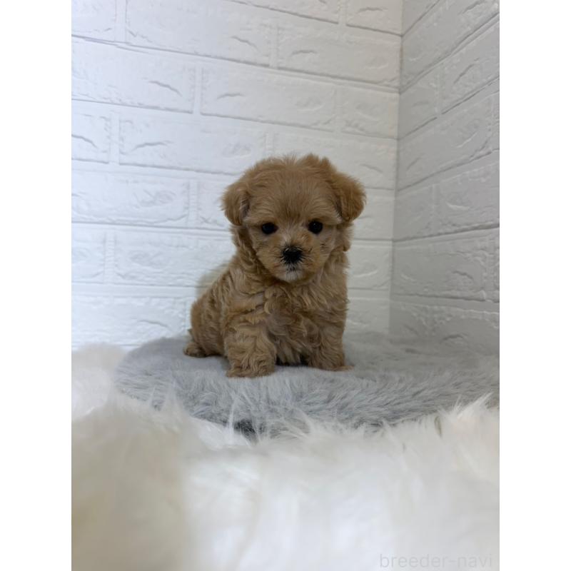 販売中の岡山県のマルプー:マルチーズ×トイプードル-442607の10枚目