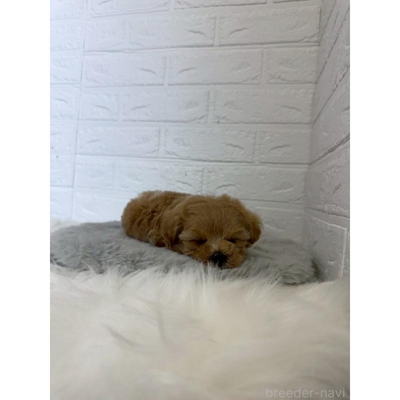 販売中の岡山県のマルプー:マルチーズ×トイプードル-442607の8枚目