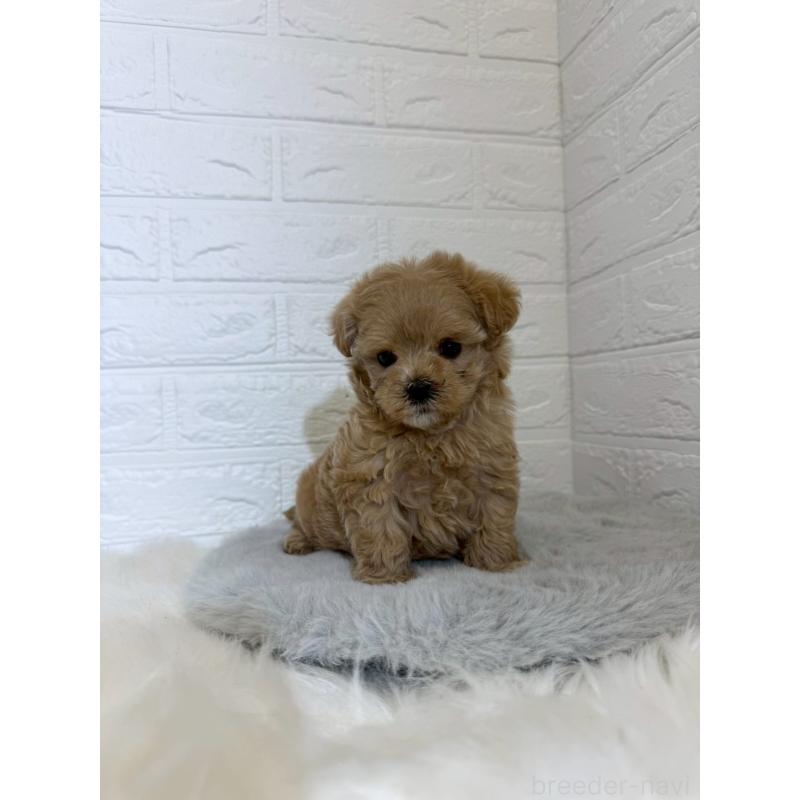 販売中の岡山県のマルプー:マルチーズ×トイプードル-442607の6枚目