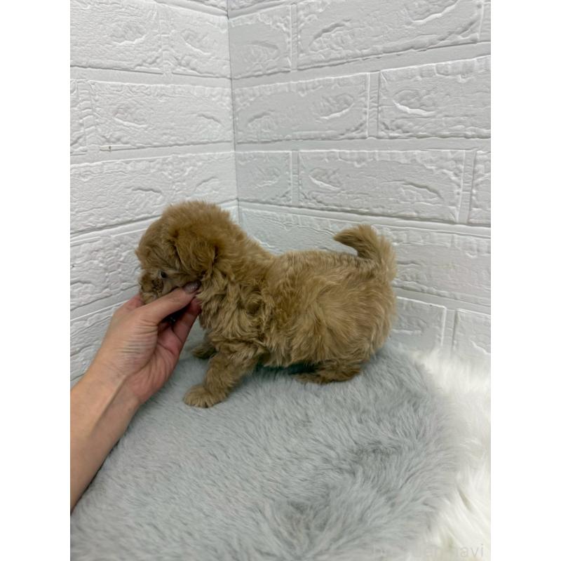 販売中の岡山県のマルプー:マルチーズ×トイプードル-442607の3枚目