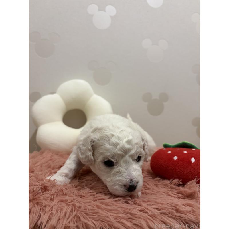 販売中の滋賀県のビションフリーゼ-442612の8枚目