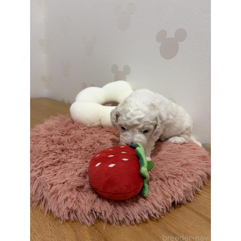 販売中の滋賀県のビションフリーゼ-442612の7枚目