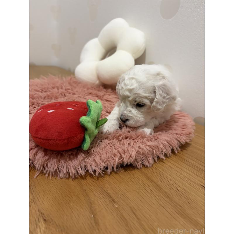 販売中の滋賀県のビションフリーゼ-442612の6枚目