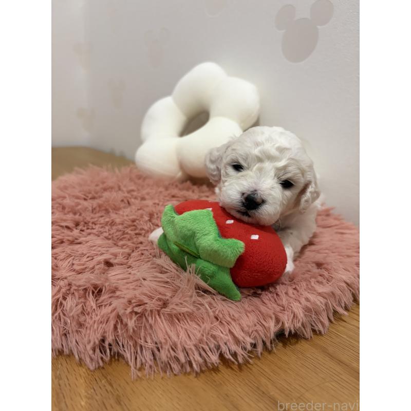 販売中の滋賀県のビションフリーゼ-442612の5枚目