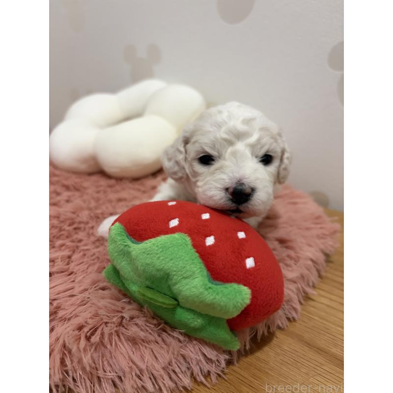 販売中の滋賀県のビションフリーゼ-442612の4枚目