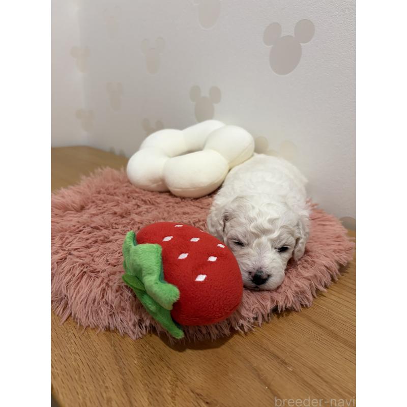 販売中の滋賀県のビションフリーゼ-442612の3枚目