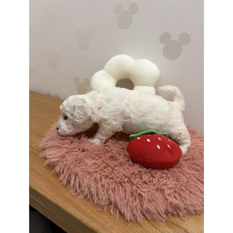 販売中の滋賀県のビションフリーゼ-442612の2枚目