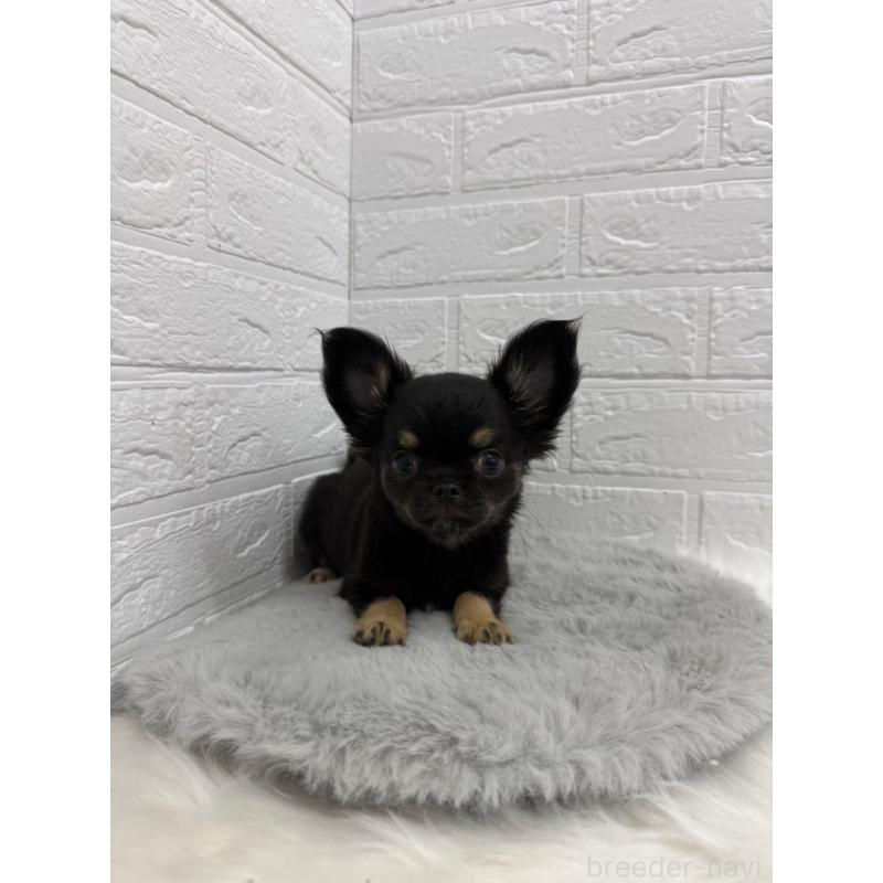 販売中の岡山県のチワワ(ロングコート)-442608の12枚目