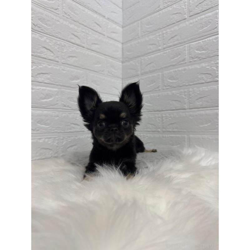 販売中の岡山県のチワワ(ロングコート)-442608の11枚目