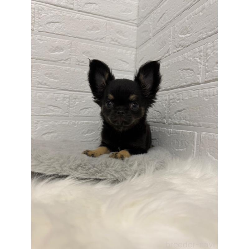 販売中の岡山県のチワワ(ロングコート)-442608の10枚目