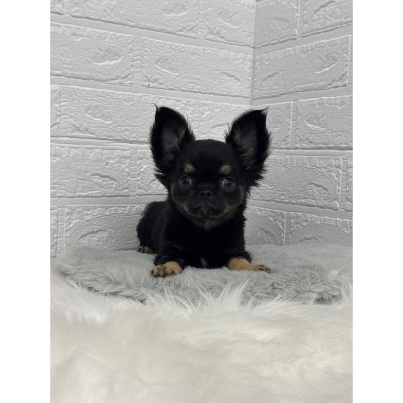 販売中の岡山県のチワワ(ロングコート)-442608の8枚目