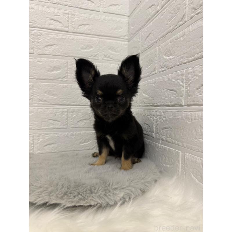 販売中の岡山県のチワワ(ロングコート)-442608の6枚目