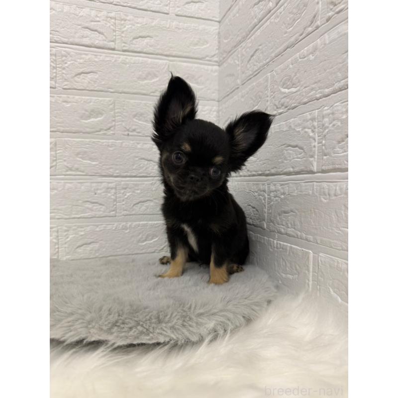 販売中の岡山県のチワワ(ロングコート)-442608の7枚目