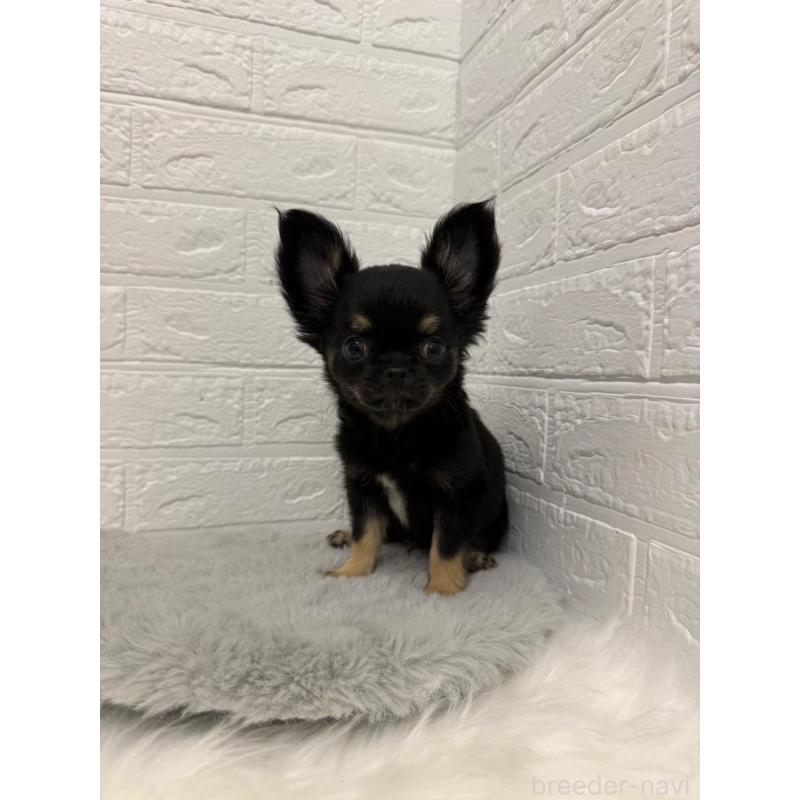 販売中の岡山県のチワワ(ロングコート)-442608の4枚目