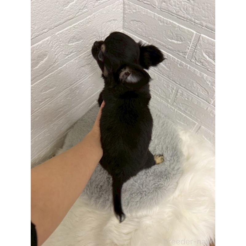 販売中の岡山県のチワワ(ロングコート)-442608の2枚目