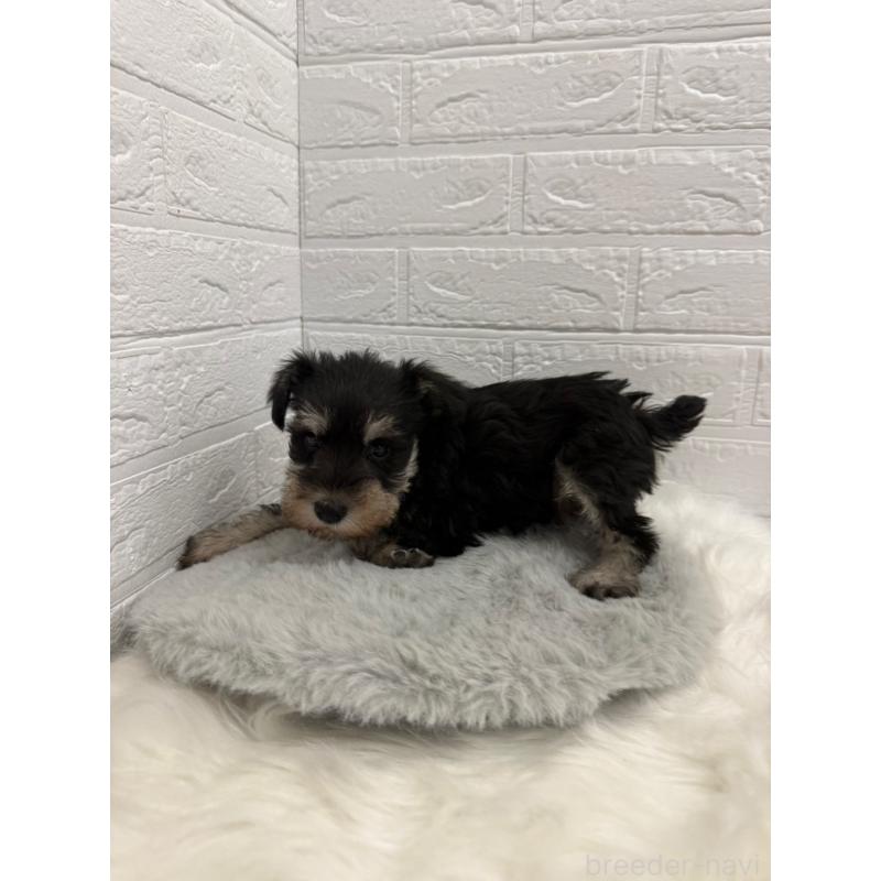 販売中の岡山県のミニチュアシュナウザー-442609の13枚目