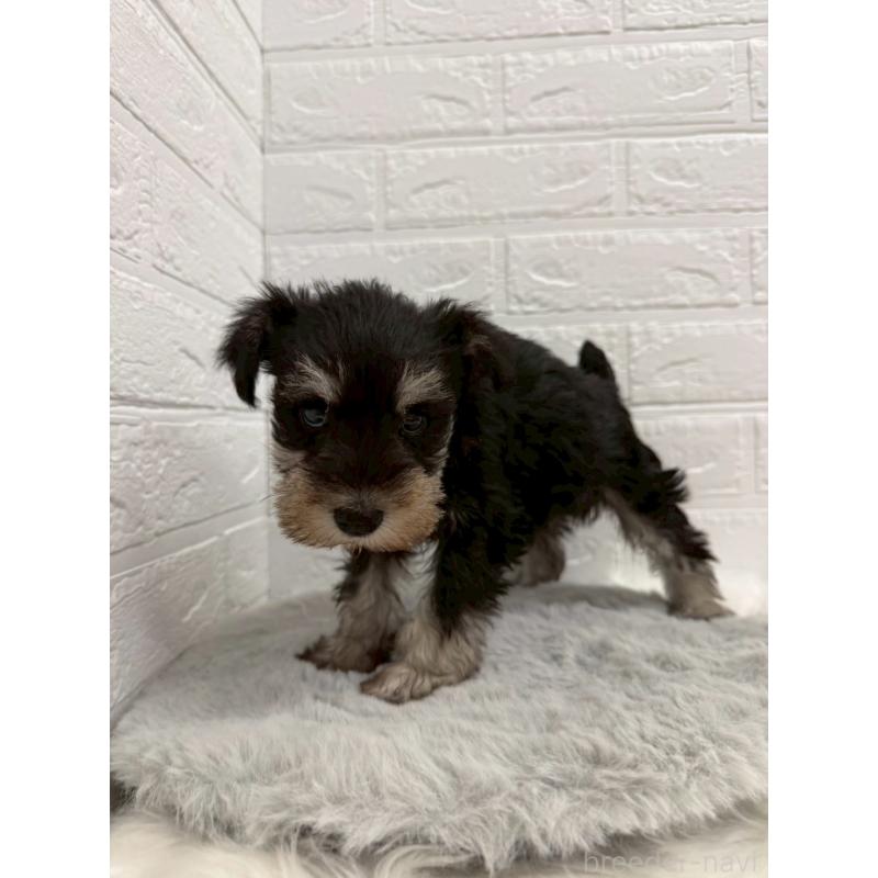 販売中の岡山県のミニチュアシュナウザー-442609の12枚目