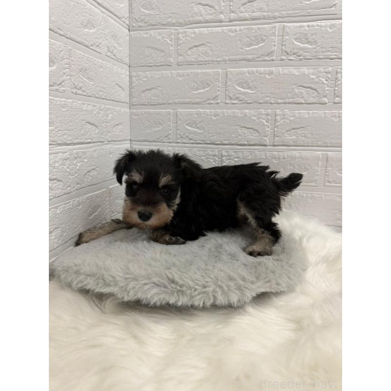 販売中の岡山県のミニチュアシュナウザー-442609の11枚目